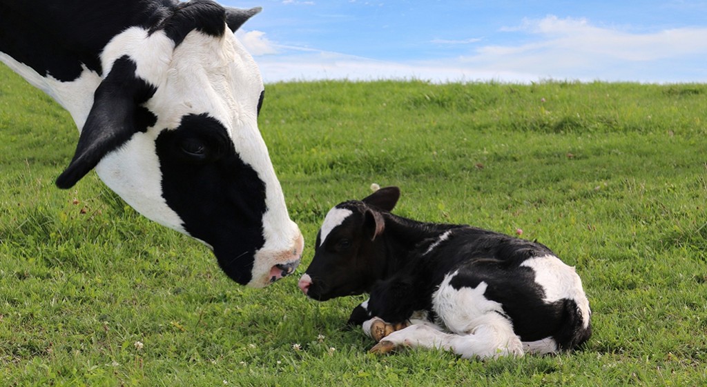 Co nam daje kolostrum