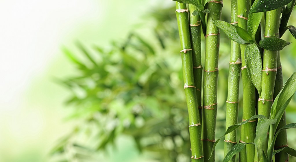 Bambus – symbol długowieczności i czystości