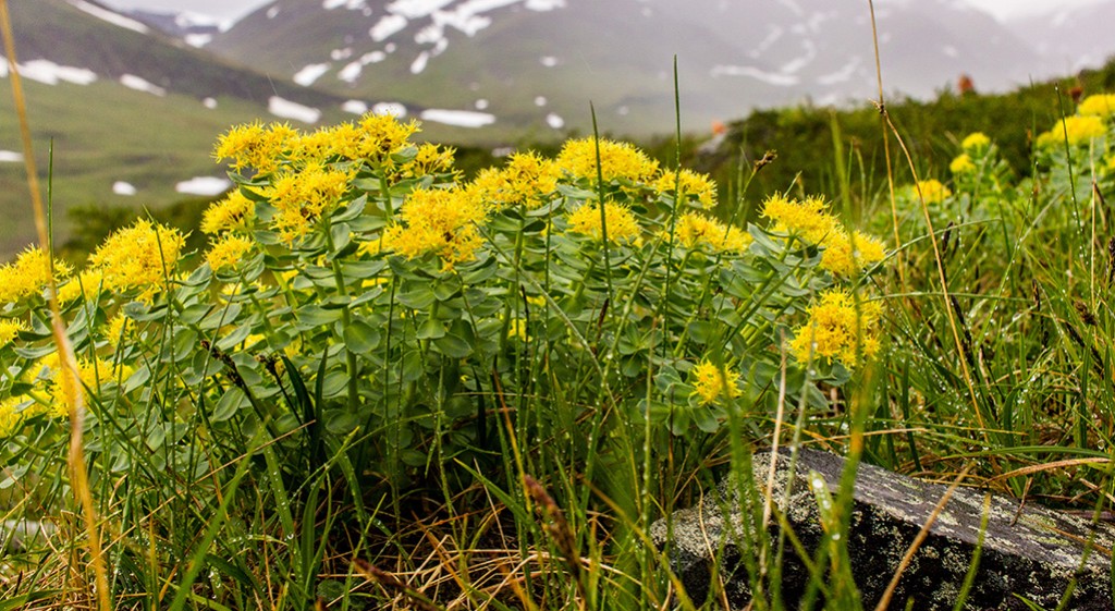 Różeniec górski – zioło o szerokim działaniu zdrowotnym