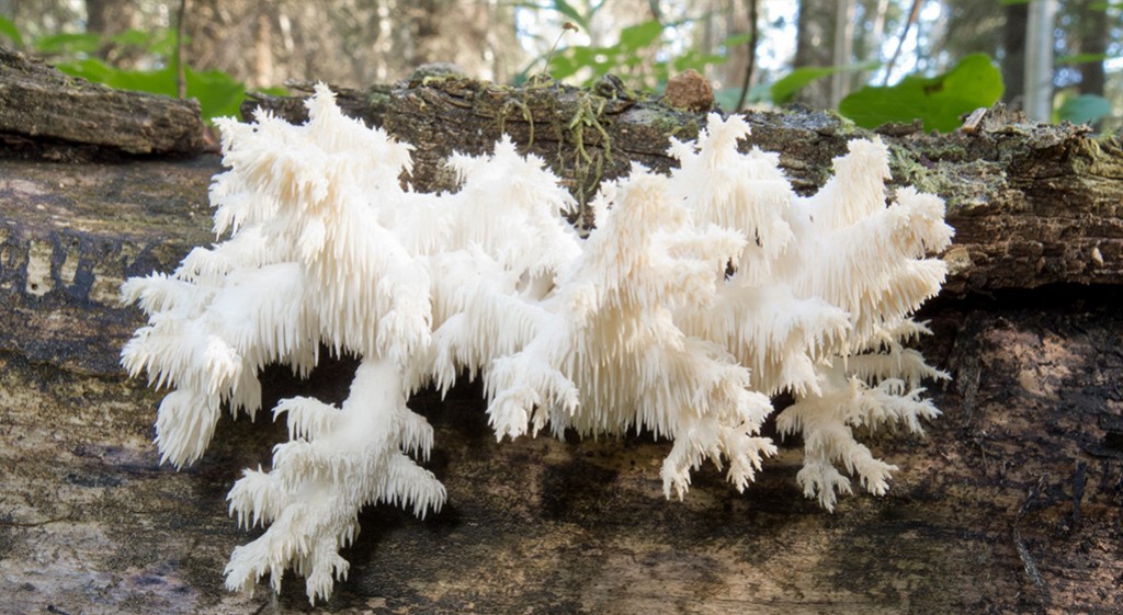  Soplówka jeżowata – ulubiony grzyb Azjatów
