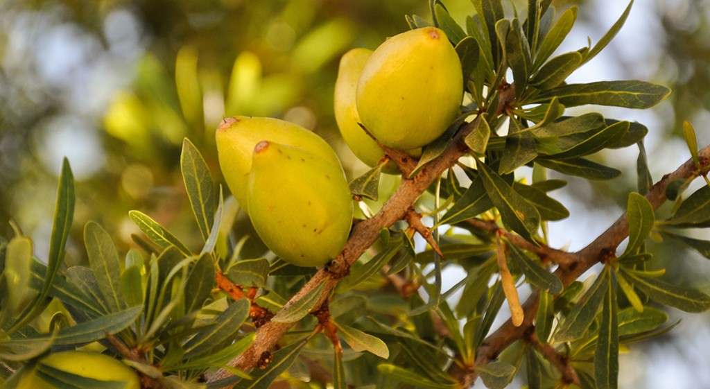   Olej z drzewa, które samo wybiera, gdzie chce rosnąć