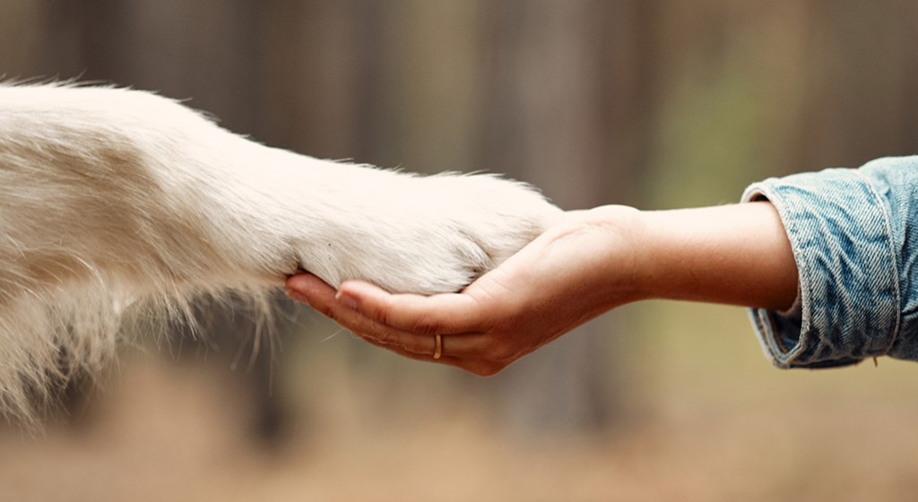 Animaloterapia – dobroczynny wpływ zwierząt na człowieka