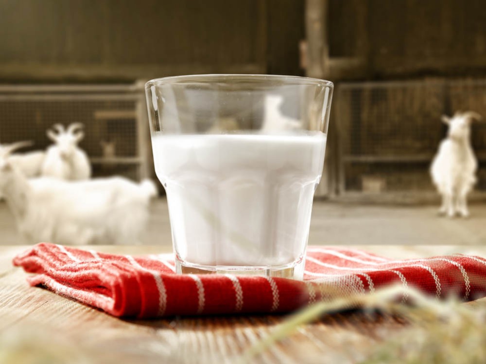 Kozi nabiał – oręż przeciwko wirusom