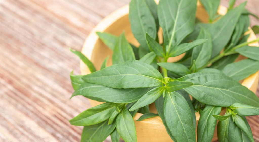 Andrographis paniculata  – brodziuszka wiechowata