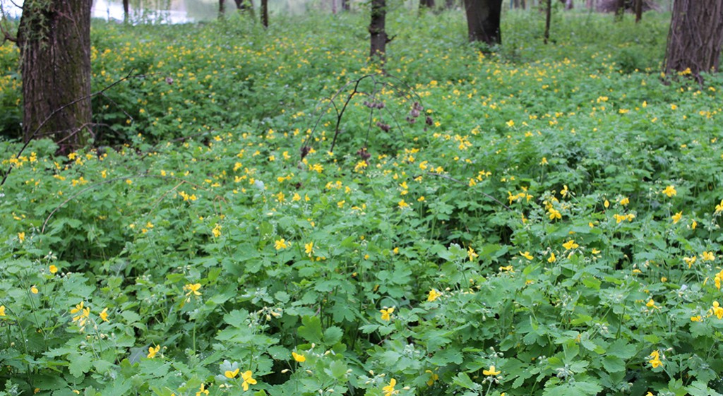 Glistnik jaskółcze ziele – naturalny środek na kurzajki i nie tylko 