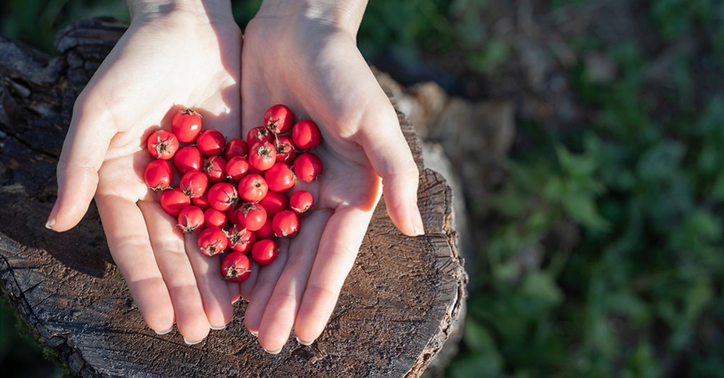 Głóg – nie tylko na uspokojenie
