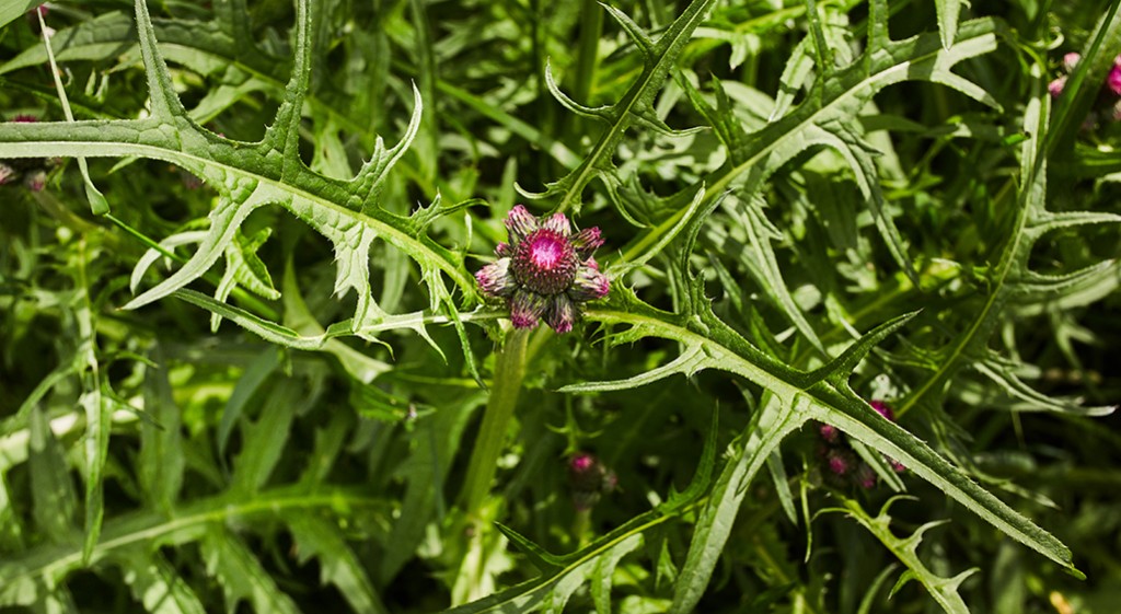 Sylimaryna z ostropestu plamistego – klasyk chroniący wątrobę