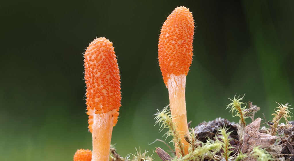  KORDYCIUM NEURO-FORCE – wszechstronne właściwości