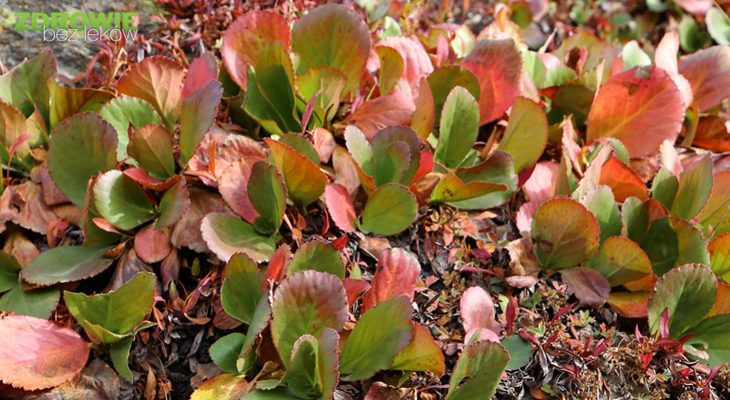 Pomoc przy boreliozie i wsparcie wątroby – katuka skorpionowa