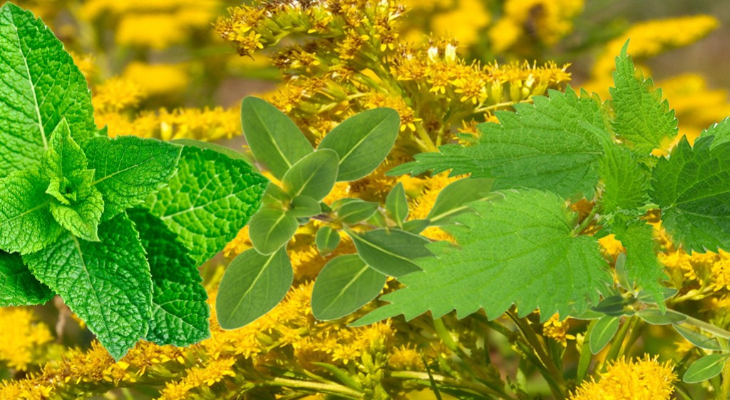 Ekstrakt ziołowy Nefris firmy Medi-Flowery