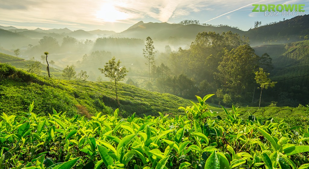 Pyłek kwiatu herbaty  – na dolegliwości i wzmocnienie