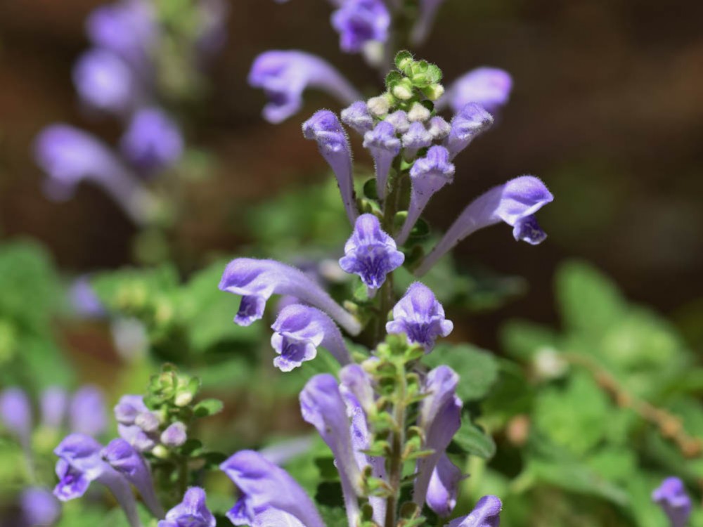 Tarczyca bajkalska – właściwości i zastosowanie