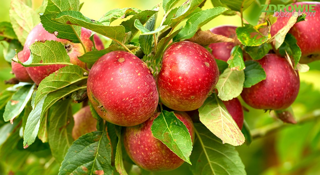 Jabłkowe ciekawostki