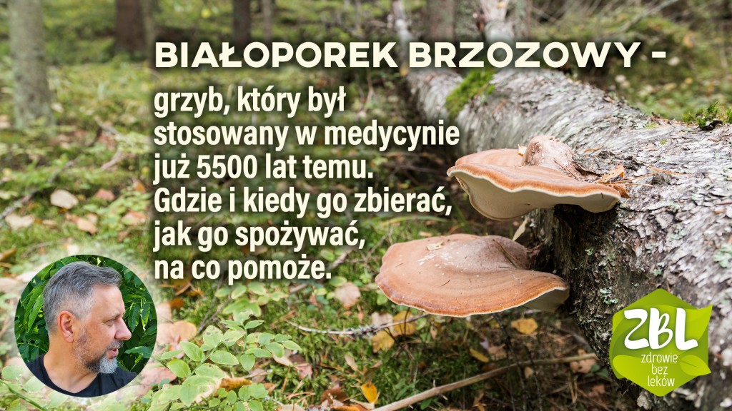 Huba brzozowa i jej właściwości wykorzystywane w Europie już 5500 lat temu!