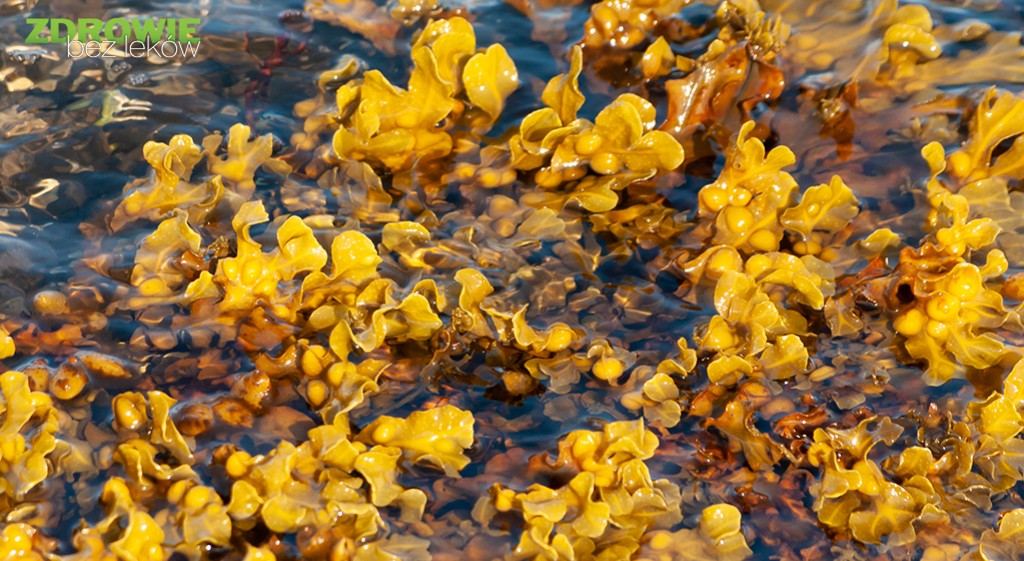 Kelp, czyli jod na zawołanie