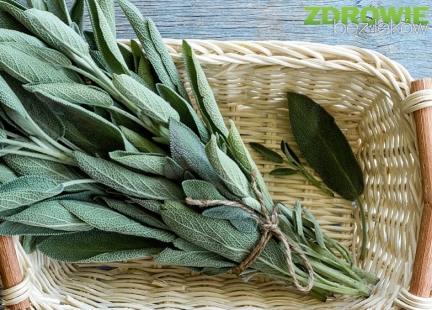 Szałwia lekarska – czy wiemy o niej wszystko?