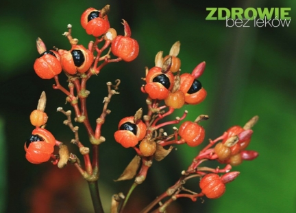  Guarana – skuteczne pobudzenie... i co jeszcze?