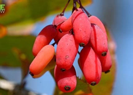 Berberyna i morwa biała w profilaktyce prozdrowotnej i w redukcji wagi