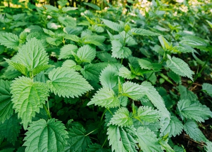 Ziołoterapia w cukrzycy