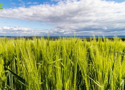 Młody jęczmień – swojskie superfood