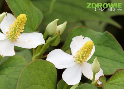 Pstrolistka sercowata – Houttuynia cordata Thunb. w praktycznej fitoterapii