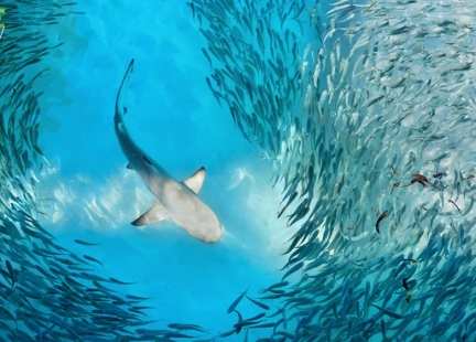 Czy ryby są w zgodzie z rakiem?