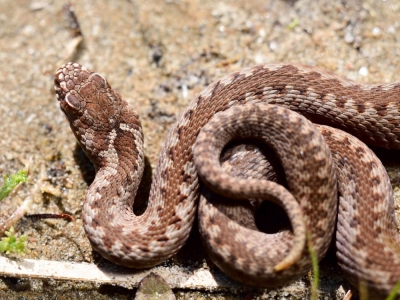 Zatrucie jadem żmii zygzakowatej