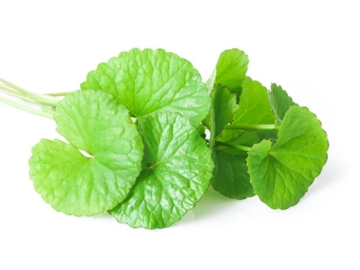 GOTU KOLA (Centella asiatica)