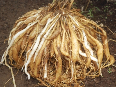 SHATAVARI (Asparagus racemosus)