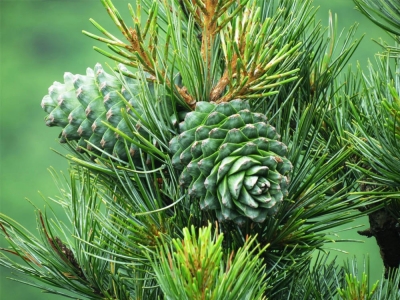 Cedr – silne drzewo do zadań specjalnych