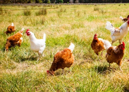 Prof. Teresa Majewska - Jajka to jeden z najzdrowszych pokarmów dla człowieka