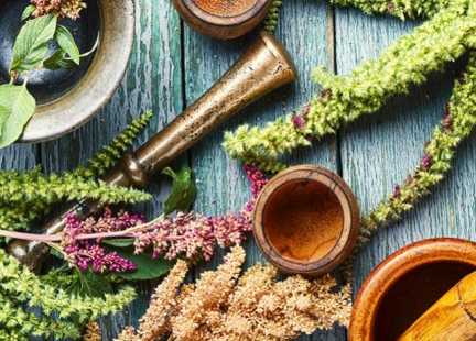 Fitoterapia a zielarstwo na przykładzie gatunków przetacznika (Veronica sp.)