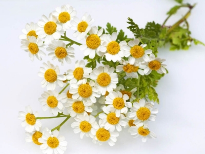 Bertram – roślina lecznicza dla wszystkich