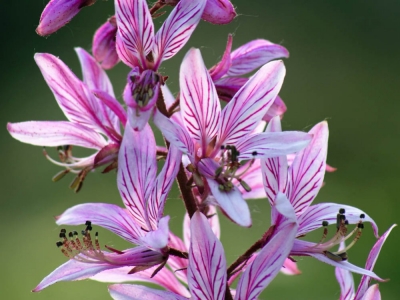 Dyptam – na wszelkie skamieniałości