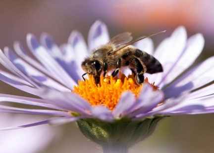 Nektar, od tego się zaczyna…