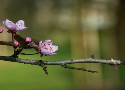Gemmoterapia – wczesnowiosenne przetwarzanie ziół leczniczych