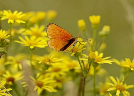 Dziurawiec na stany zapalne i nie tylko
