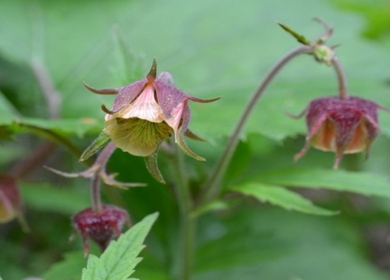 Kuklik – gwoździkowate ziele