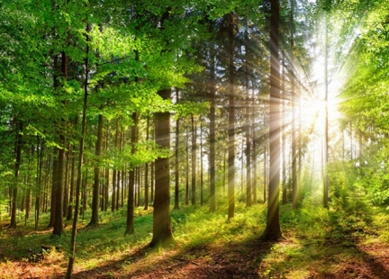 Sylwoterapia – na czym polega? 