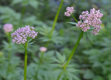 Kozłek lekarski na uspokojenie