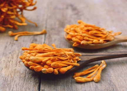 Cordyceps – grzyb, który leczy