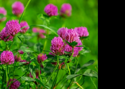 Zioła w kobiecych dolegliwościach – cykl miesięczny (cz. II)