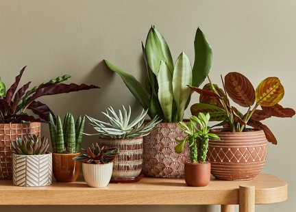 Dlaczego rośliny nie chorują na raka czerniaka? 