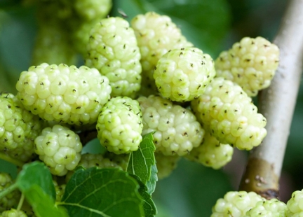 Morwa biała – moc zdrowia