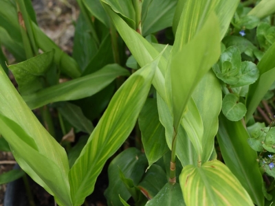 Galgant – kłącze skuteczne na 100%