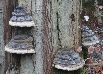 Hubiak pospolity – dla duszy i ciała