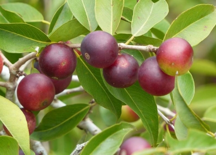 Camu camu – czy znasz to superfood?