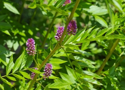 Ziołolecznictwo na ratunek w zakażeniach Helicobacter pylori 