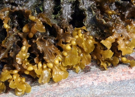 Algi jako panaceum na choroby cywilizacyjne