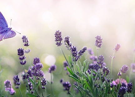 Lawenda, czyli nie tylko ukojenie